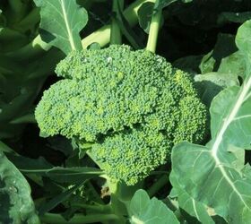 best veggies to grow according to soil type a comprehensive guide, Broccoli growing image via Canva