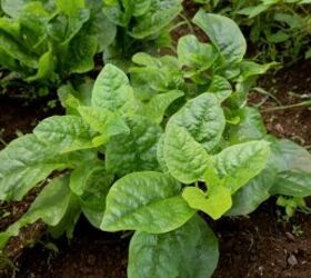 best veggies to grow according to soil type a comprehensive guide, Spinach growing image via Canva