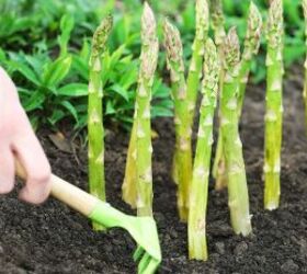 best veggies to grow according to soil type a comprehensive guide, Growing asparagus image via Canva