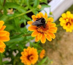 The best flowers to grow in your vegetable garden!