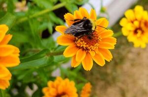 The best flowers to grow in your vegetable garden!