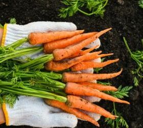 3 Money-Saving Vegetable Patch Tips From The Great Depression