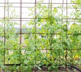 Tomatoes growing on a trellis 