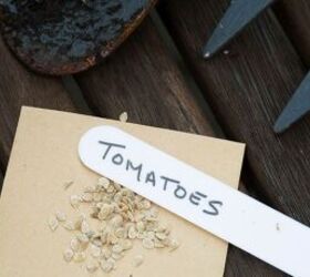 Tomato seeds - image via Canva