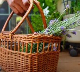 how to make a herbal salve and ditch neosporin, Lavender