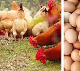 The 3 things you actually need to start raising chickens