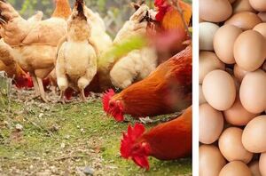 The 3 things you actually need to start raising chickens