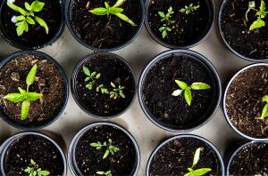 6 easy projects to kickstart your urban homesteading journey