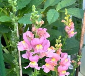 23 simple spring garden cleanup tips (including a free checklist!)