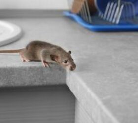 Eek! How to prevent & handle a mouse infestation before it's too late