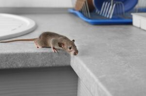 Eek! How to prevent & handle a mouse infestation before it's too late