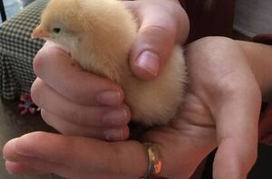 The complete guide to raising backyard chickens like a pro