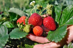 5 important benefits of working hard to grow your food