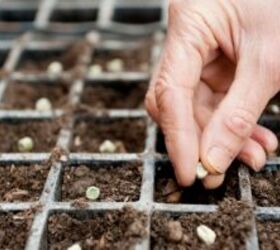 5 things everyone should know about growing organic seeds