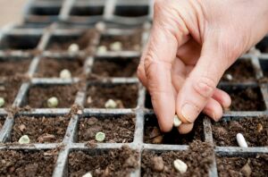 5 things everyone should know about growing organic seeds