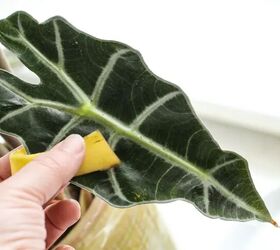 10 surprising ways to use banana peels around the home, Image Credit Apartment Therapy
