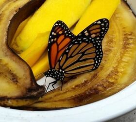 10 surprising ways to use banana peels around the home, Image Credit Birds and Blooms
