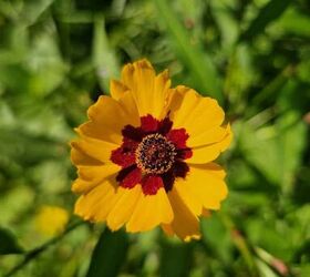10 stunning yellow plants to brighten up your garden (wow!)