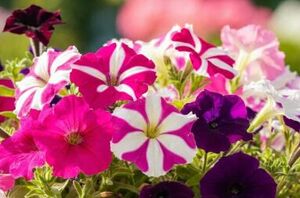 Bring your front porch to life with these stunning planters