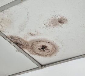 Damp home dangers: What every homeowner should know