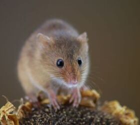 Mice might be small, but the problems they cause aren't! Here's how to deter them naturally & effectively