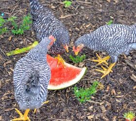 15 ways to keep chickens cool in hot summer weather