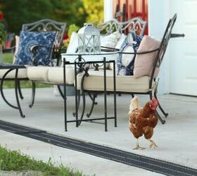 Thinking of getting chickens? Here's what to know beforehand