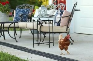 Thinking of getting chickens? Here's what to know beforehand