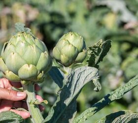 Check out some of the best plants to grow for stronger, healthier soil
