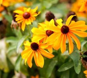 5 graceful perennials that will brave the harshest winters