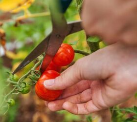 Seed saving: This is what worked for her (and what didn't)