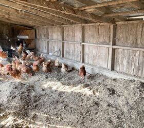 These tips are perfect to help you care for your chickens during the cold months