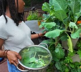 The lazy gardener’s guide to growing REAL food