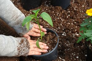 18 old-school hobbies Boomers grew up with (start these today!)