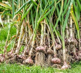 13 fruits and vegetables you can grow indoors year-round