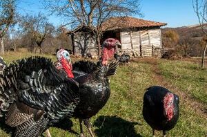 11 types of farm birds to raise for meat, eggs, and profit