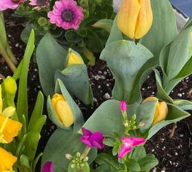 You should definitely plant these in your garden this fall