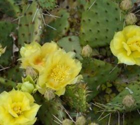 These low-maintenance plants are perfect for adding greenery to your space