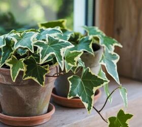 5 houseplants that naturally help reduce dust in your home