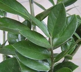 16 houseplants that survive in dark or windowless rooms for weeks