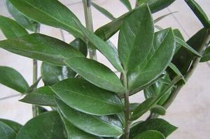 16 houseplants that survive in dark or windowless rooms for weeks