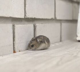 Check out these natural ways to get rid of mice (don't freak out yet!)