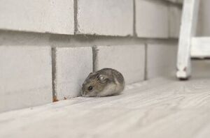 Check out these natural ways to get rid of mice (don't freak out yet!)