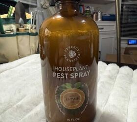 10 trending indoor plant ideas & how to protect them from pests