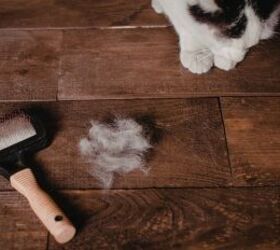 6 savvy ways pet owners can save money without cutting corners