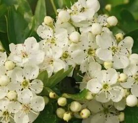 15 low-maintenance native plants that can grow without much sun