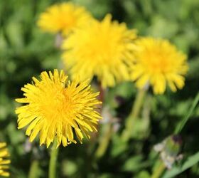 11 common weeds that are actually worth keeping in your garden