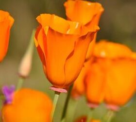 13 easy-to-grow annuals from seed for quick blooms