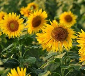 13 easy-to-grow annuals from seed for quick blooms