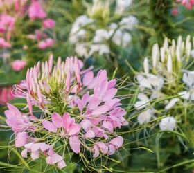 Don't miss these cheap annuals that bring bold, beautiful colors to your garden